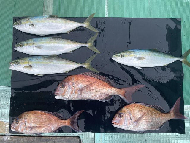 マダイ・ハマチ(ブリ)