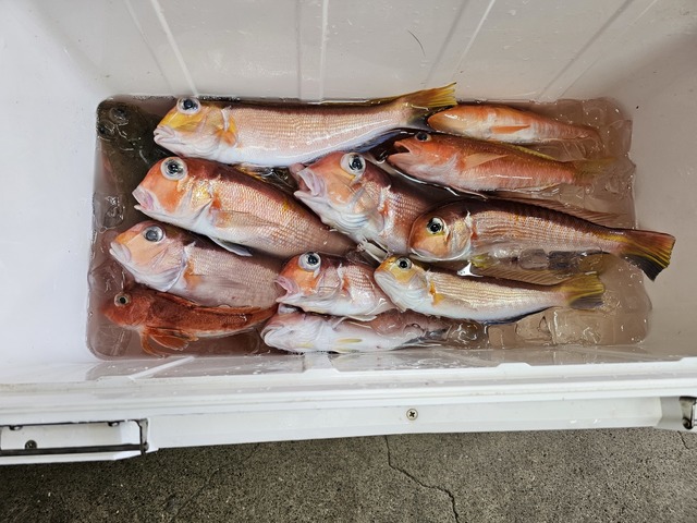 アマダイ(アカアマダイ)