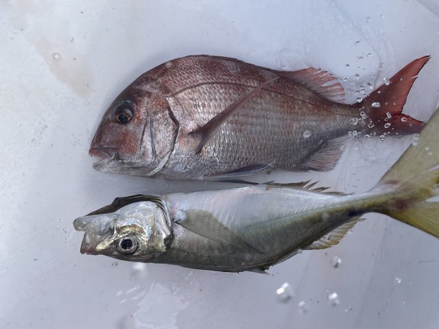 マダイ・アジ(マアジ)