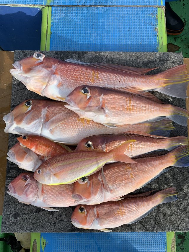 アマダイ(アカアマダイ)