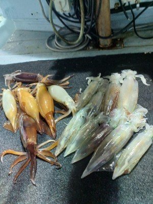 ヤリイカ・ササイカ(ヤリイカ)・スルメイカ