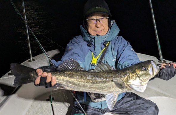 シーバス(スズキ)