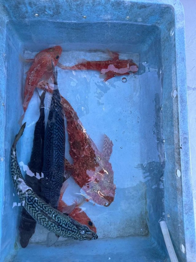 オニカサゴ・カンコ(ウッカリカサゴ)・ユメカサゴ・ヒオドシ・サバ(ゴマサバ)