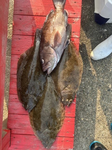 マハタ・ヒラメ