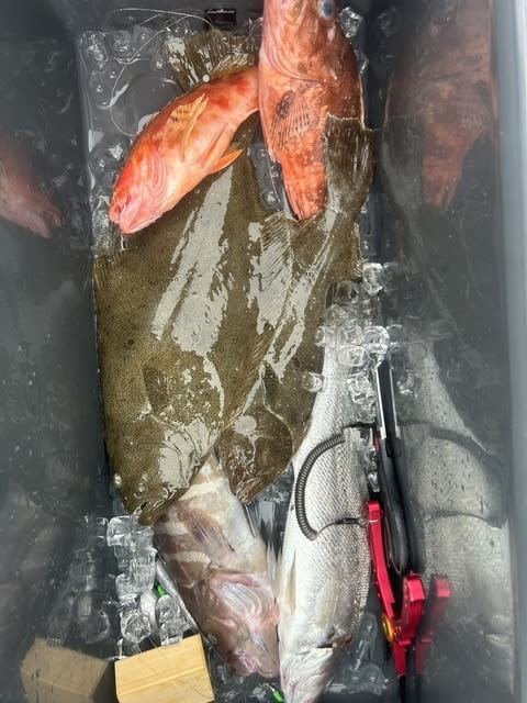 マハタ・ニベ・カサゴ・ヒラメ