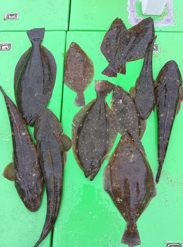 マゴチ・ムシガレイ・ヒラメ