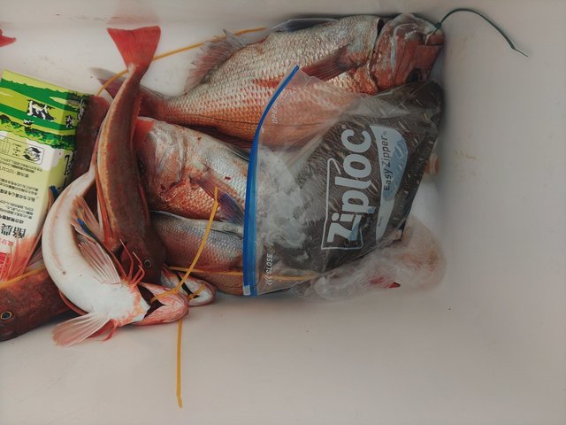 マダイ・ホウボウ