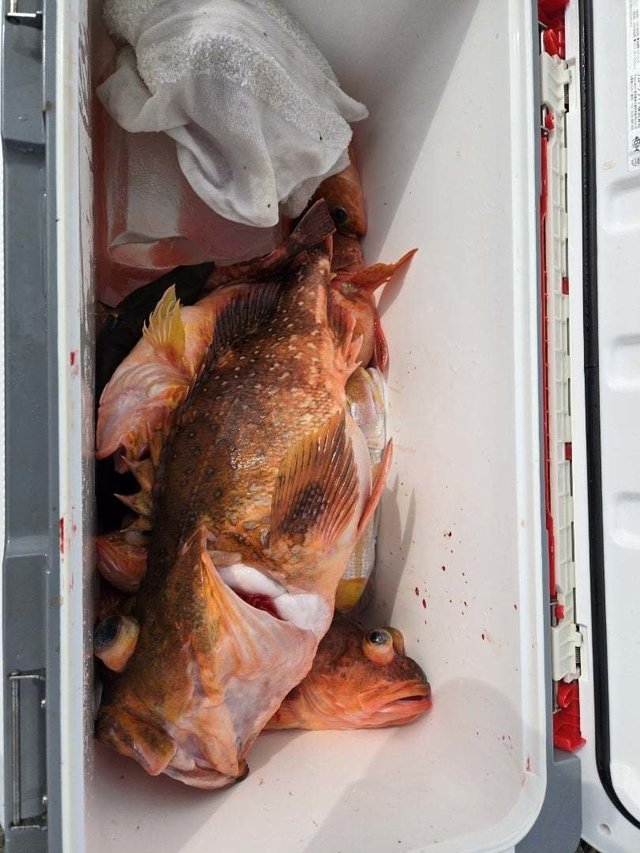 ウッカリカサゴ・アヤメカサゴ