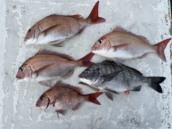 マダイ・クロダイ