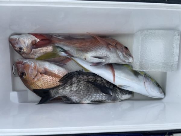 マダイ・クロダイ・イナダ(ブリ)