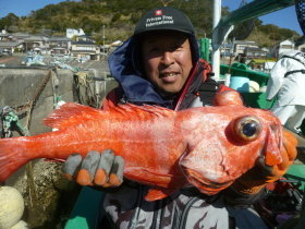 ベニアコウ(オオサガ)