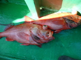 ベニアコウ(オオサガ)