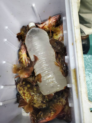 カサゴ・メバル