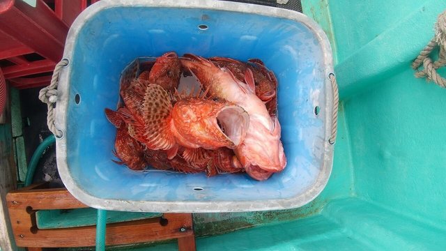 オニカサゴ・カンコ(ウッカリカサゴ)