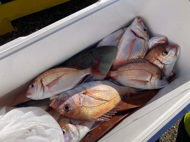 ハナダイ(チダイ)・ウマヅラ(ウマヅラハギ)