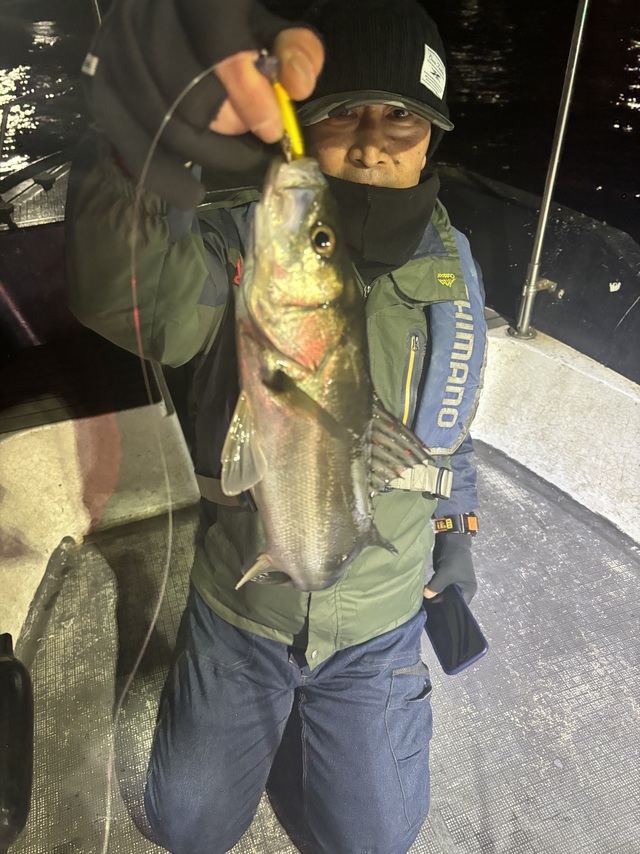 シーバス(スズキ)