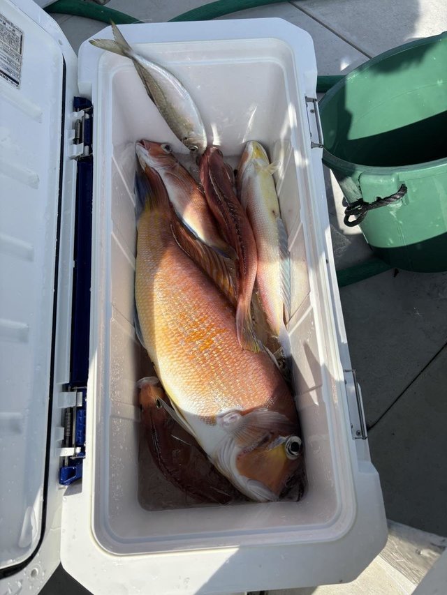 アジ(マアジ)・アマダイ(アカアマダイ)