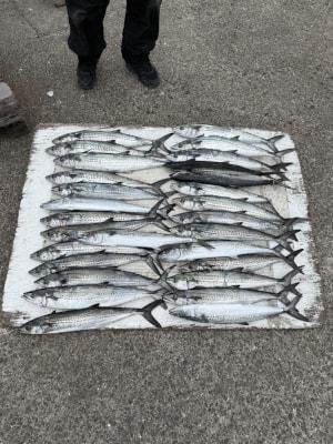 サワラ・サゴシ(サワラ)