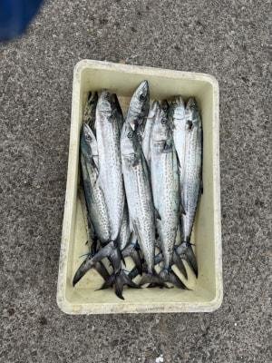 サワラ・サゴシ(サワラ)