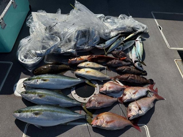 マダイ・マハタ・ブリ・ヒラメ・サバ(ゴマサバ)