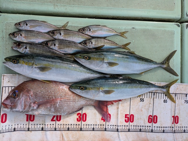 タイ(マダイ)・ハマチ(ブリ)