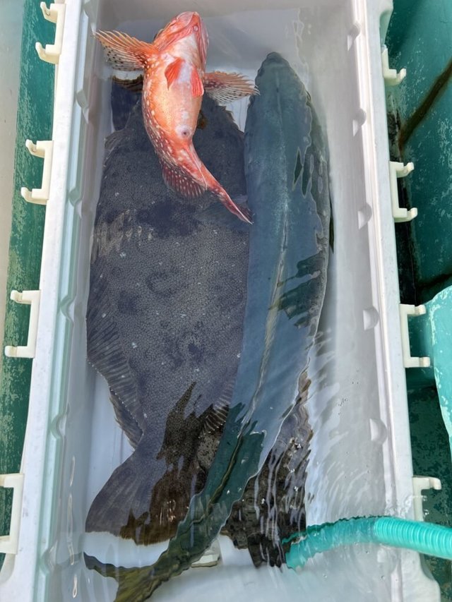 ワラサ(ブリ)・ヒラメ