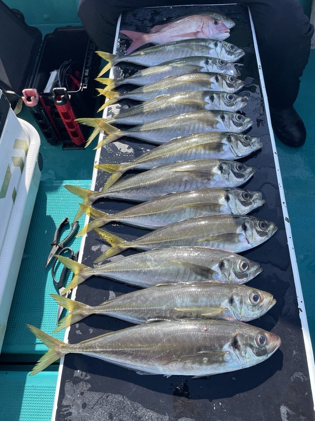 マダイ・マアジ