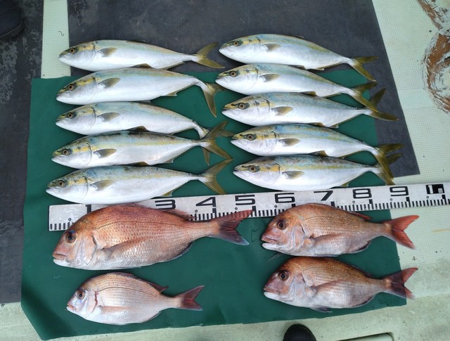 マダイ・チダイ・ツバス(ブリ)