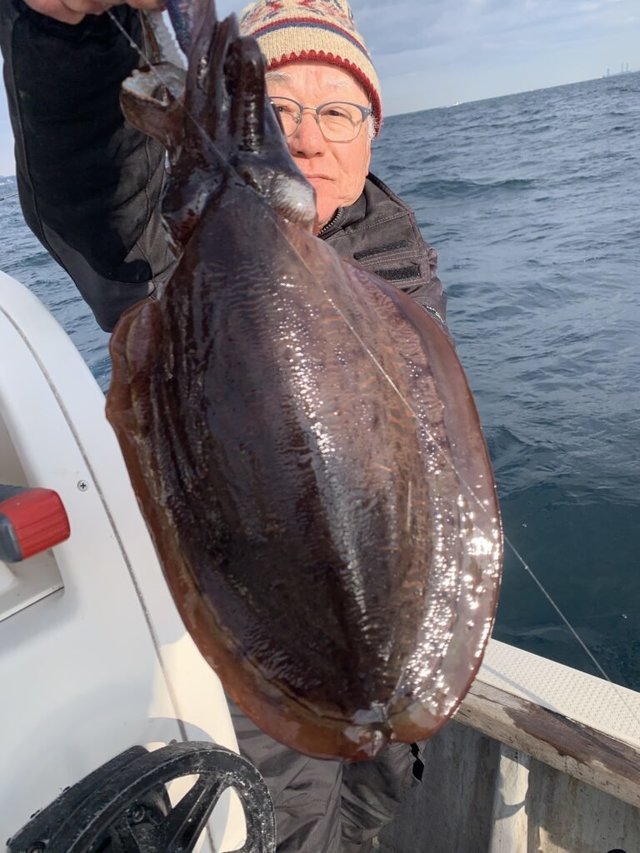 モンゴウイカ(カミナリイカ)