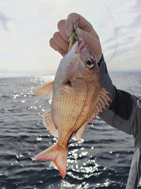 チャリコ(マダイ)