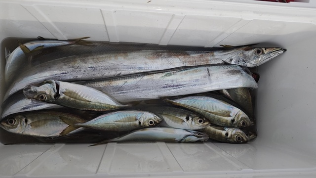 アジ(マアジ)・タチウオ