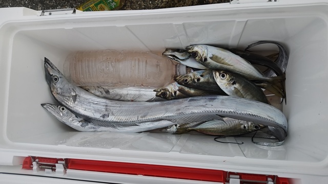 アジ(マアジ)・タチウオ