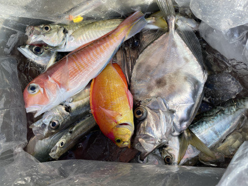 シキシマハナダイ・アジ(マアジ)・カガミダイ・サバ(ゴマサバ)