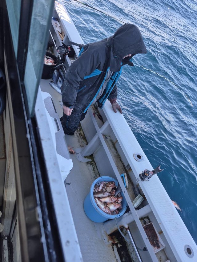 オキメバル(ウスメバル)