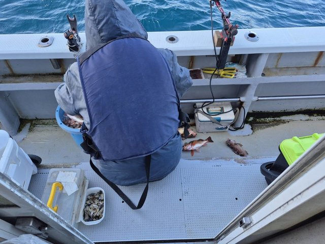 オキメバル(ウスメバル)