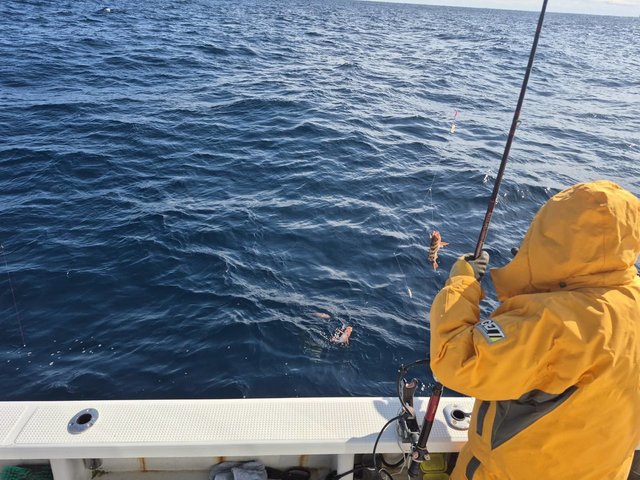 オキメバル(ウスメバル)