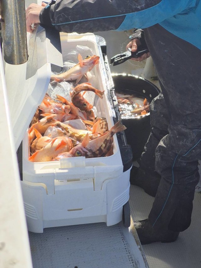 オキメバル(ウスメバル)