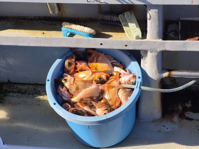 オキメバル(ウスメバル)