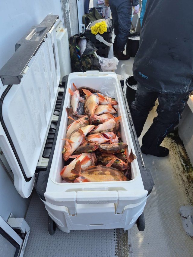 オキメバル(ウスメバル)