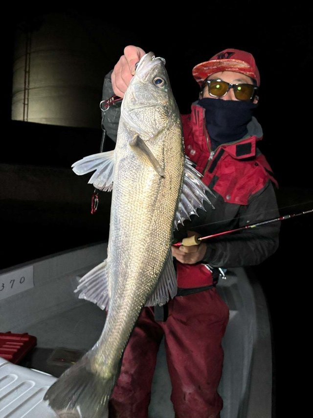 シーバス(スズキ)