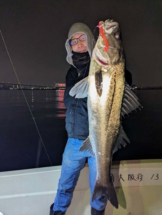 シーバス(スズキ)