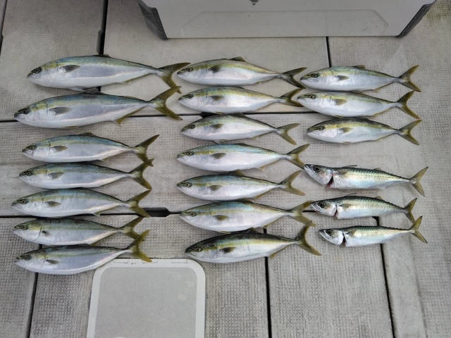 ハマチ(ブリ)・メジロ(ブリ)・マサバ