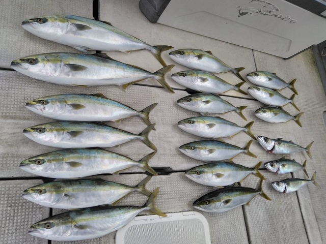 ハマチ(ブリ)・メジロ(ブリ)・マサバ