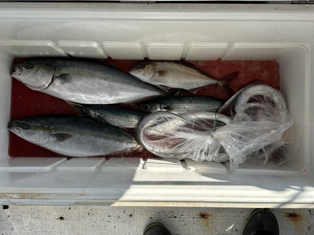 イナダ(ブリ)・ショゴ(カンパチ)・タチウオ