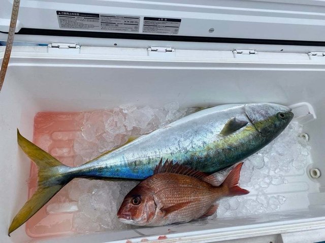 マダイ・ワラサ(ブリ)