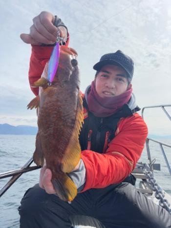 アコウ(キジハタ)