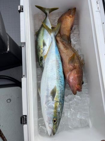 アコウ(キジハタ)・ハマチ(ブリ)・メジロ(ブリ)