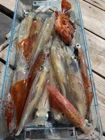 カサゴ・ヤリイカ