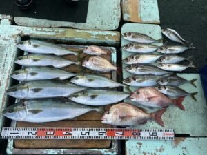 マダイ・チダイ・マアジ・ハマチ(ブリ)・メジロ(ブリ)