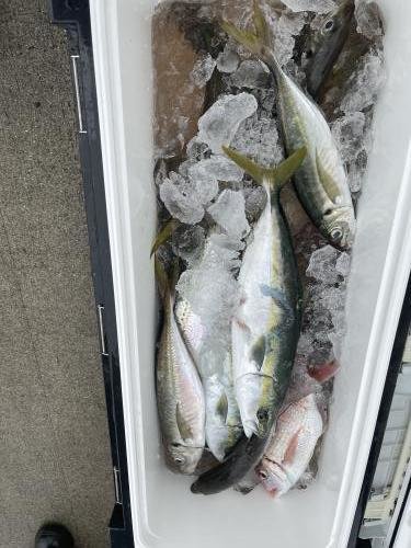 アジ(マアジ)・イナダ(ブリ)